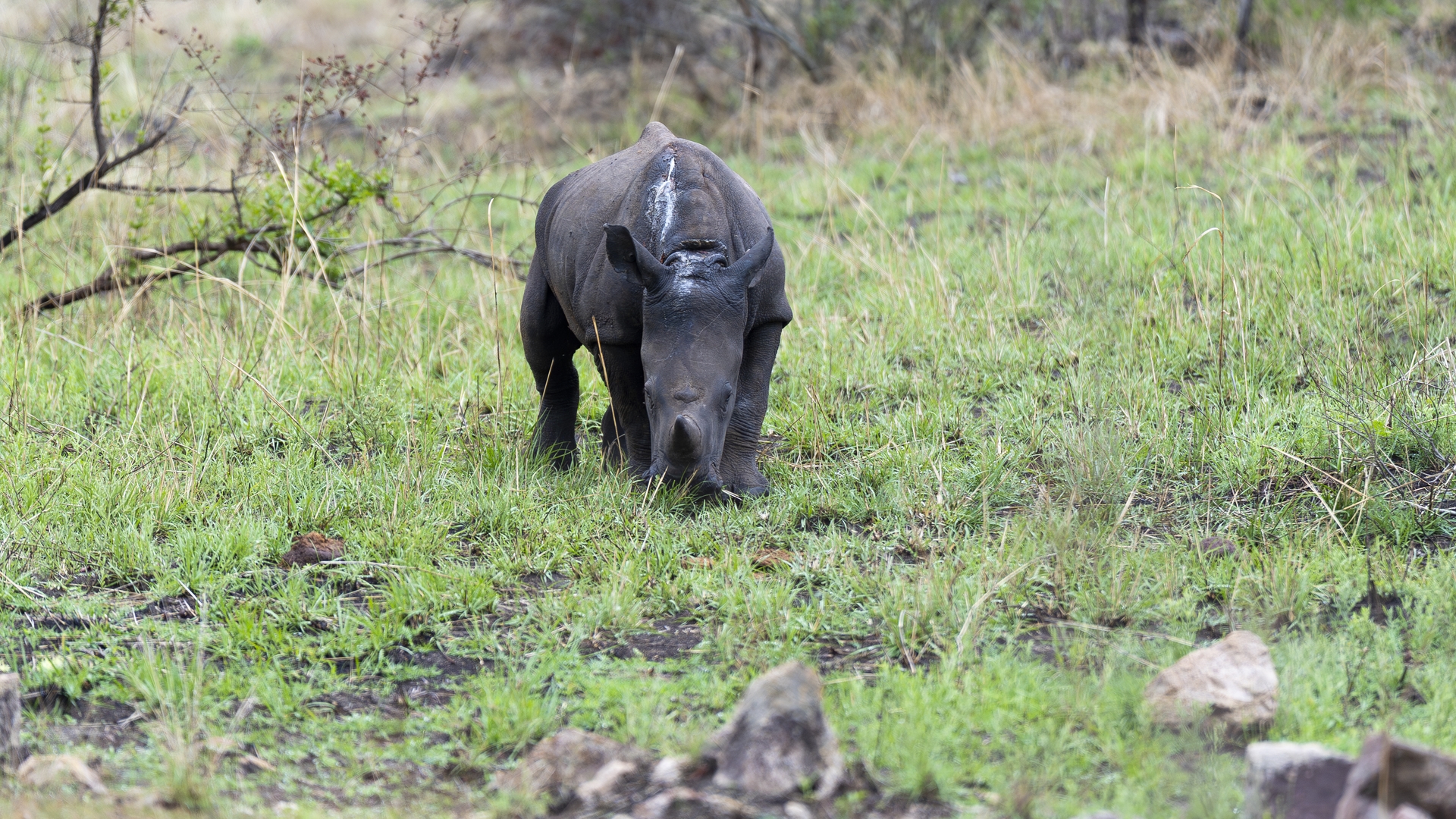 Kruger25 2025 10 30 09 09 43 ILCE 9M3 1184